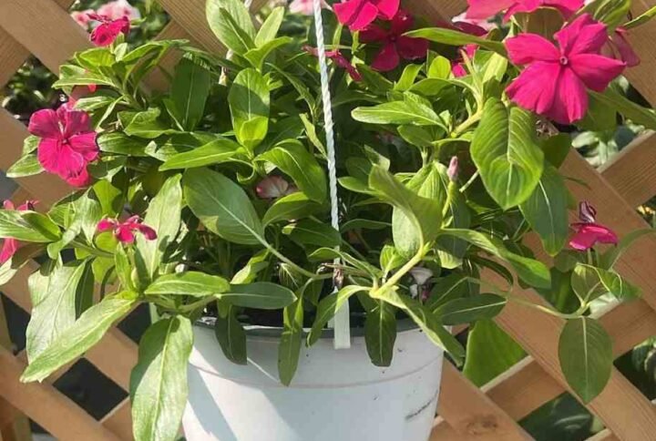 Buy Vinca Hanging | Best Hanging Plants in UAE