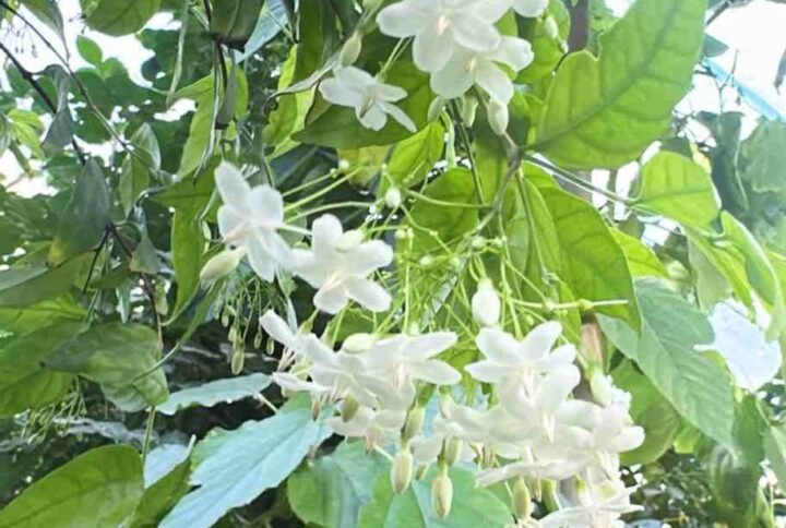 Buy Water Jasmine | Fragrant Plant in UAE