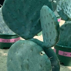 Buy Wheel Cactus Online | Plantshop.me