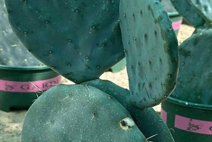 Buy Wheel Cactus Online | Plantshop.me