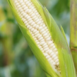 Buy White Corn Seeds - Best Quality at Plantshop.me UAE