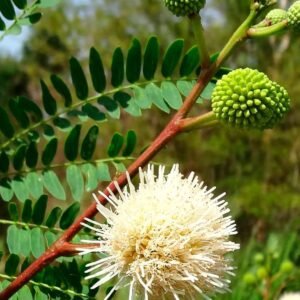 Buy White Lead Tree Seeds Online - Plantshop.me
