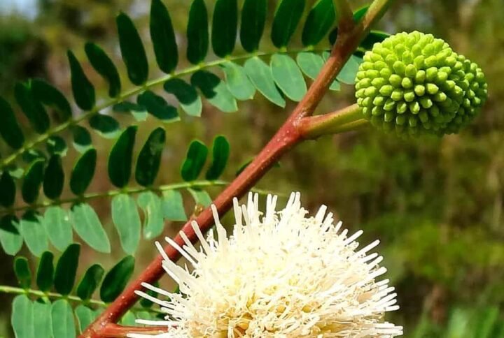 Buy White Lead Tree Seeds Online - Plantshop.me
