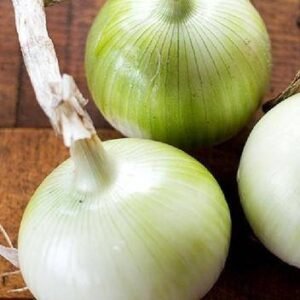 Buy White Onion Seeds: Top Quality, High Germination Rate