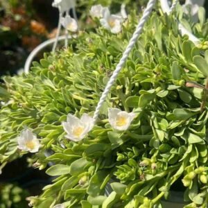 Buy Wingpod Purslane Hanging | Best Price in UAE