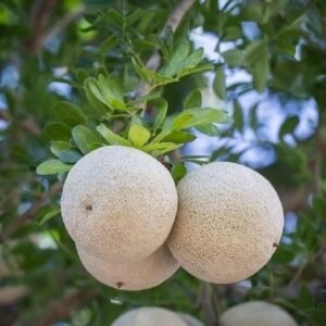 Buy Wood Apple Tree Online | Fast Delivery in UAE