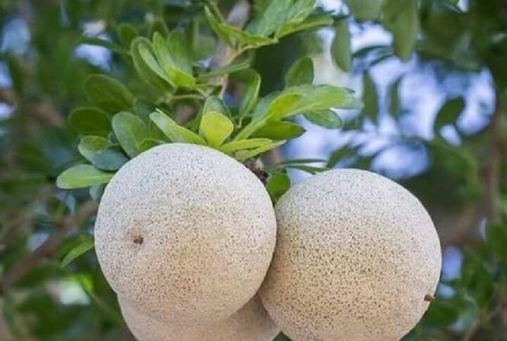Buy Wood Apple Tree Online | Fast Delivery in UAE