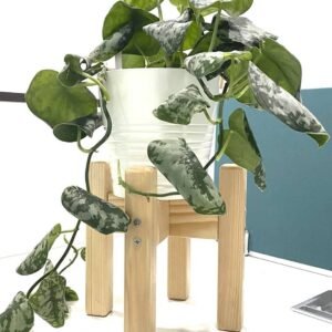 Buy Wooden Pot Stands | Plantshop.me