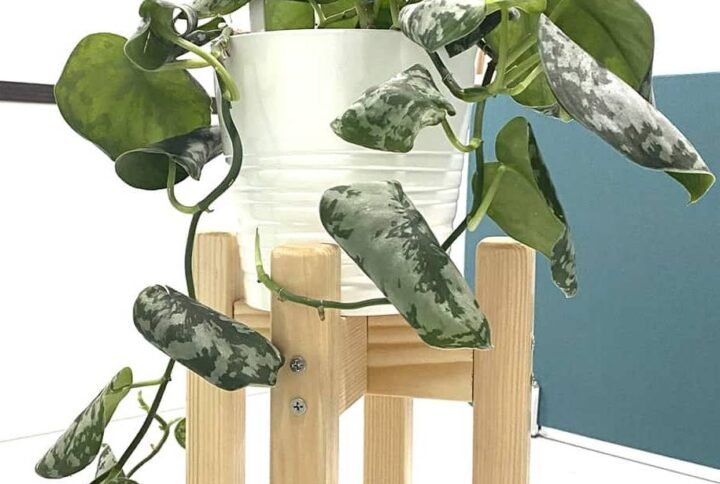 Buy Wooden Pot Stands | Plantshop.me