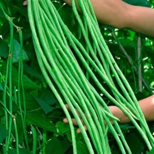 Buy Yardlong Beans Seeds | Grow Exotic Veggies | Plantshop.me