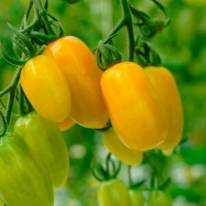 Buy Yellow Candy Tomato Cherry Seeds | Plantshop.me