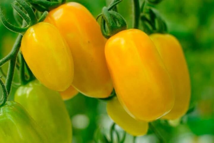 Buy Yellow Candy Tomato Cherry Seeds | Plantshop.me