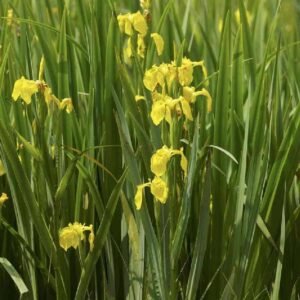 Buy Yellow Flag Iris Water Plant Online in UAE
