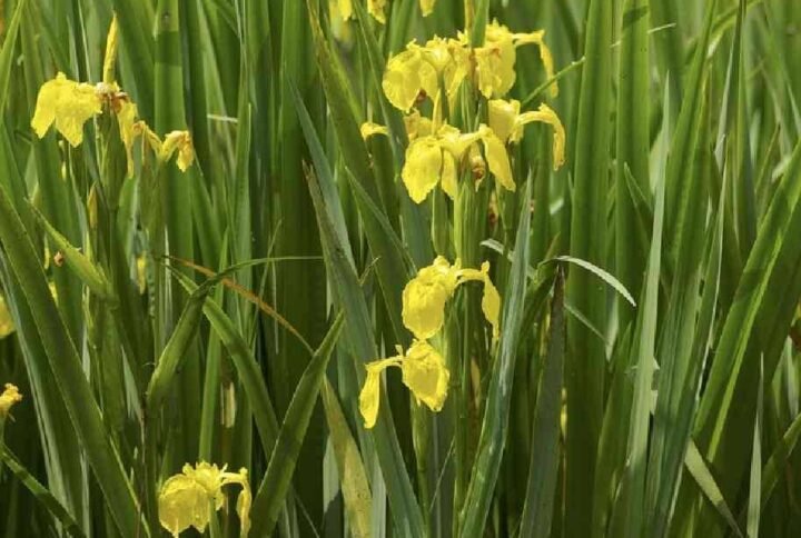 Buy Yellow Flag Iris Water Plant Online in UAE