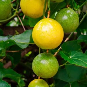 Buy Yellow Passion Fruit Seeds Online in UAE – Plantshop.me