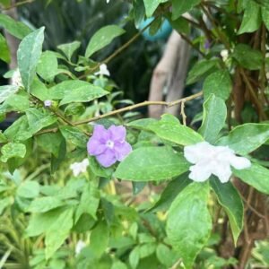 Buy Yesterday Today and Tomorrow Tall Plant UAE
