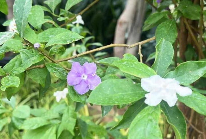 Buy Yesterday Today and Tomorrow Tall Plant UAE