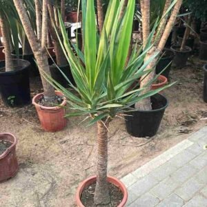 Buy Yucca Branched Outdoor Plant | UAE Delivery