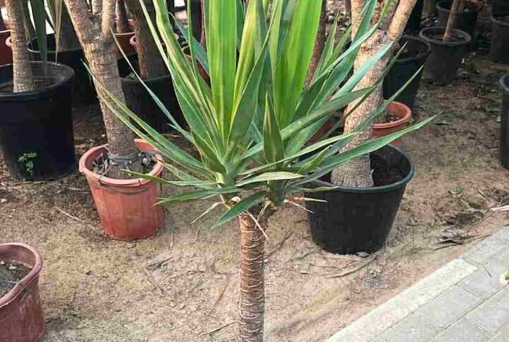Buy Yucca Branched Outdoor Plant | UAE Delivery