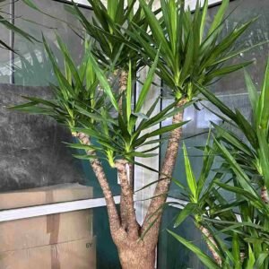 Buy Yucca Branched Tall | Plantshop.me
