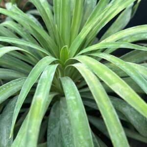 Buy Yucca Desmetiana | Blue Boy | Plantshop.me