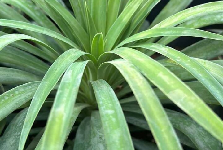 Buy Yucca Desmetiana | Blue Boy | Plantshop.me