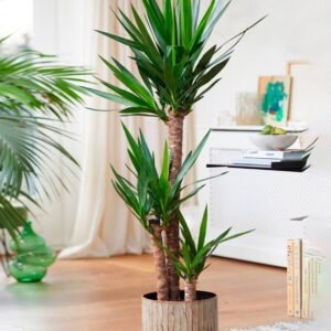 Buy Yucca Indoor Plants for Your Home