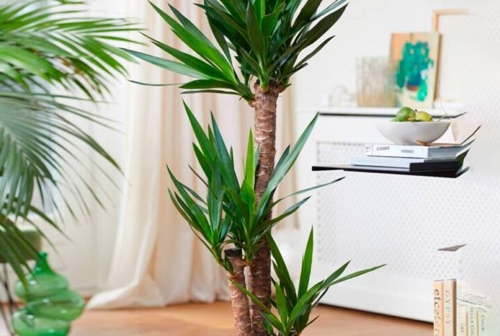 Buy Yucca Indoor Plants for Your Home