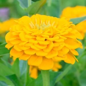 Buy Zinnia Canary Bird Seeds - Brighten Your Garden