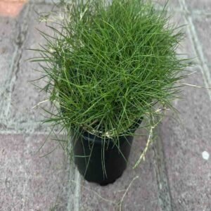 Buy Zoysia Tenuifolia - Korean Lawn Grass UAE