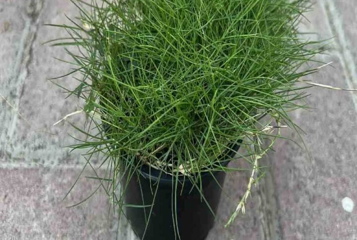 Buy Zoysia Tenuifolia - Korean Lawn Grass UAE