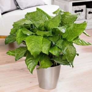 Calathea - Network - Indoor Plants | Plantshop.me