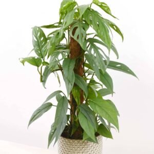 Cebu Blue Pothos - Air Purifying - Indoor Plants | Plantshop.me