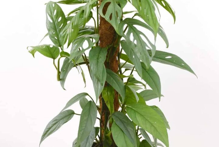 Cebu Blue Pothos - Air Purifying - Indoor Plants | Plantshop.me