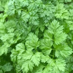 Chervil - Seeds | Plantshop.me
