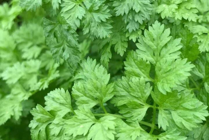 Chervil - Seeds | Plantshop.me
