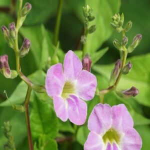 Chinese Violet Green - Outdoor Plants | Plantshop.me