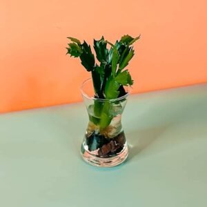 Christmas Cactus Cuttings - Indoor Plants | Plantshop.me
