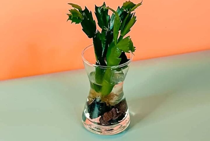 Christmas Cactus Cuttings - Indoor Plants | Plantshop.me