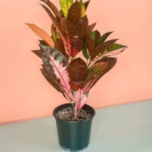 Codiaeum Variagatum Croton - Shop Now at Plantshop.me UAE