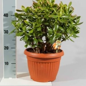 Crassula Magical Tree - Jade Plant - Indoor Plants | Plantshop.me