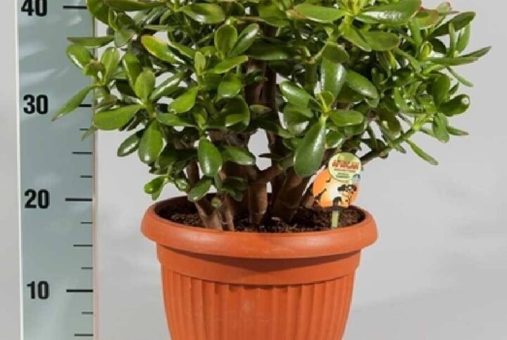 Crassula Magical Tree - Jade Plant - Indoor Plants | Plantshop.me