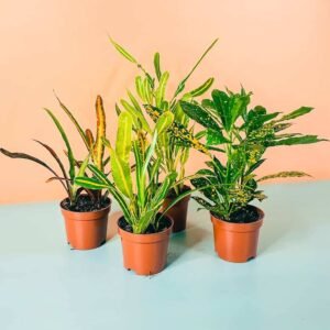 Croton Mini Bundle: Vibrant Plant Combos | Plantshop.me