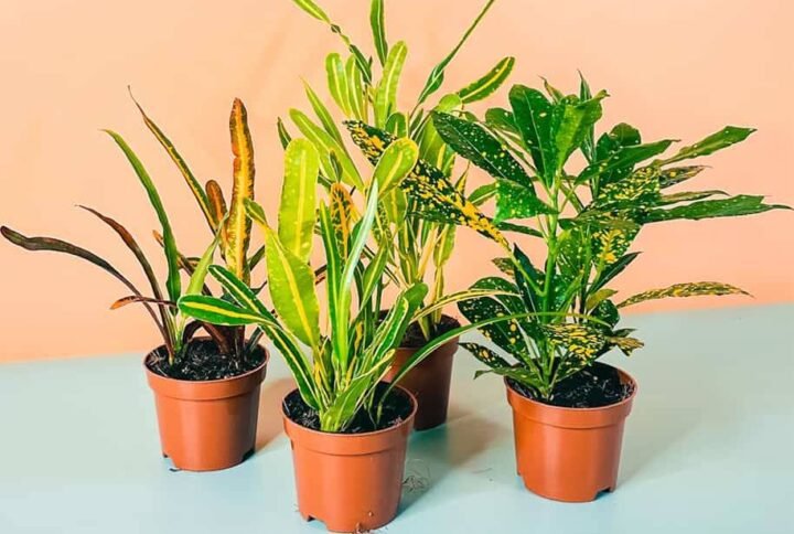 Croton Mini Bundle: Vibrant Plant Combos | Plantshop.me
