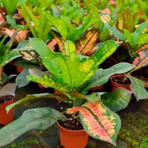 Croton Star Mini Indoor Plants: Vibrant Foliage for home
