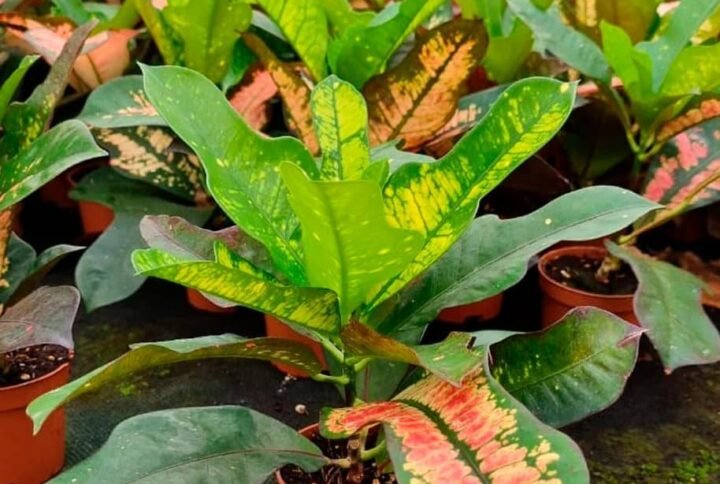 Croton Star Mini Indoor Plants: Vibrant Foliage for home