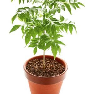 Curry Leaves Plant - Tree - Outdoor Plants | Plantshop.me