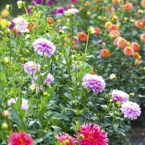 Dahlia Decorative Mix Seeds: Vibrant Blooms for UAE Gardens