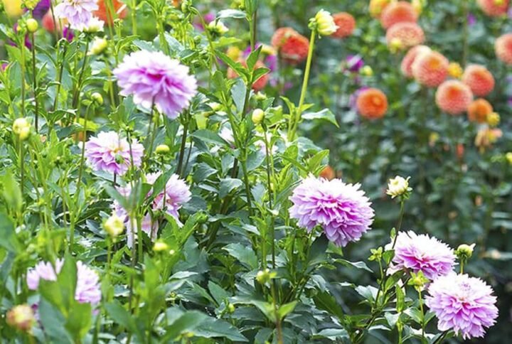 Dahlia Decorative Mix Seeds: Vibrant Blooms for UAE Gardens