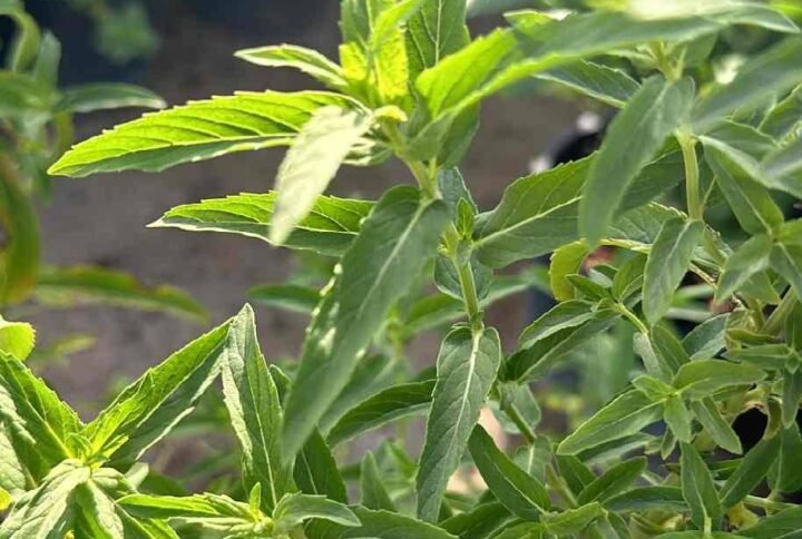 Desert Mint جبق Mentha longifolia for Sale Online | Quick Delivery in the UAE | Plantshop.me
